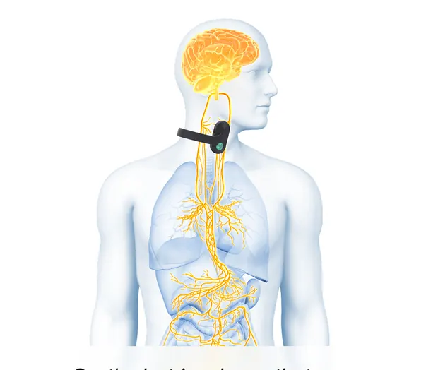 Diagram of the vagus nerve pathway with the neckband positioned at the neck